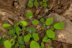 Southern meadow-rue